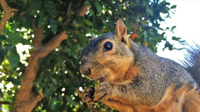 squirrel-reverb